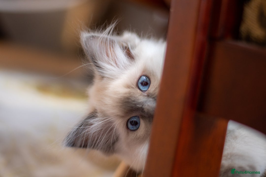 Ragdoll cats for sale: Ready Now GCCF Ragdoll Kittens Irresistibly Cuddly - Image 4