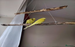 Budgerigars birds for sale: Hen and male English budgies  - Image 4