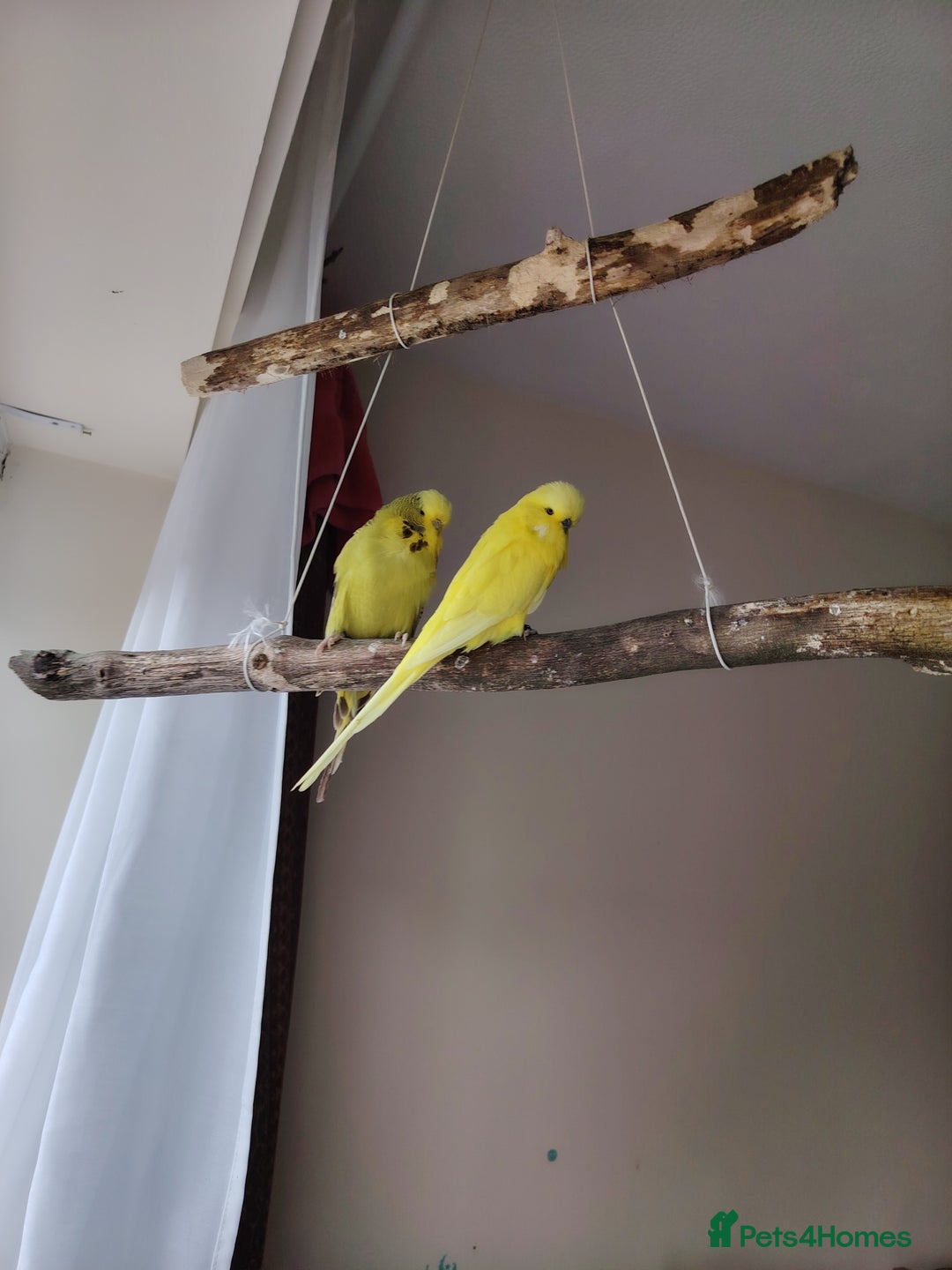 Budgerigars birds for sale: Hen and male English budgies  - Image 4