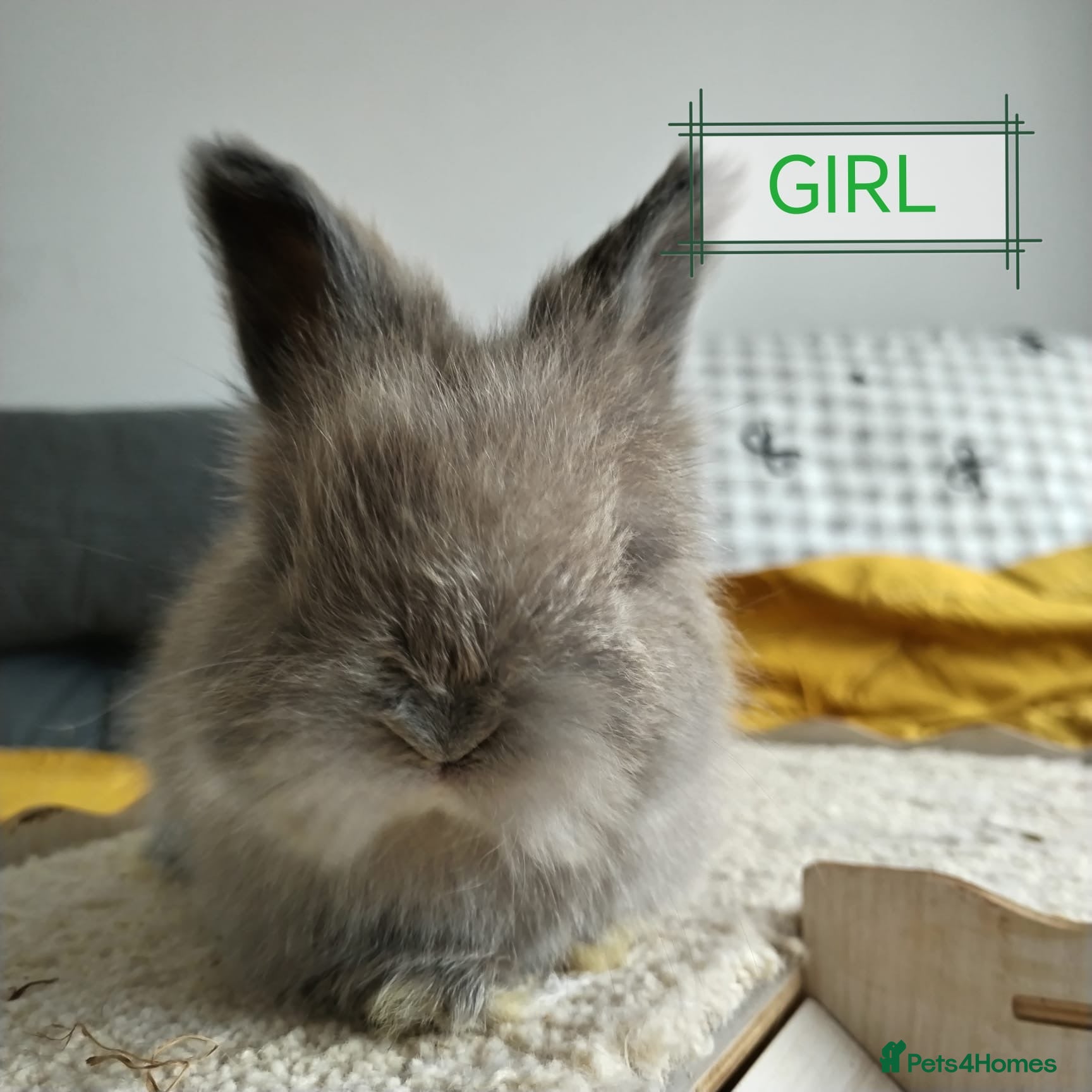 Angora rabbits Little Angora Girl for Sale with full set up  - Advert 1