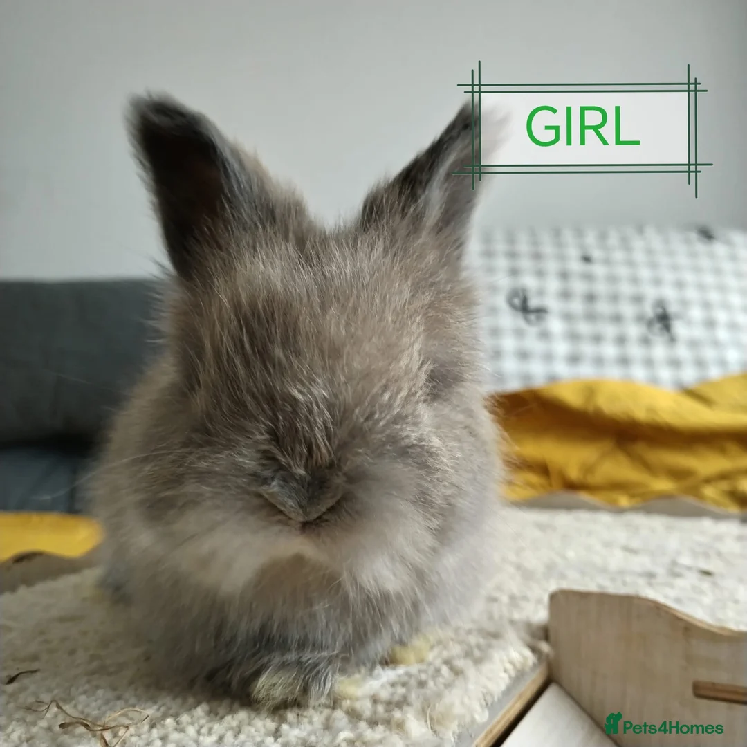 Angora rabbits for sale: Little Angora Girl for Sale with full set up  - Advert 1