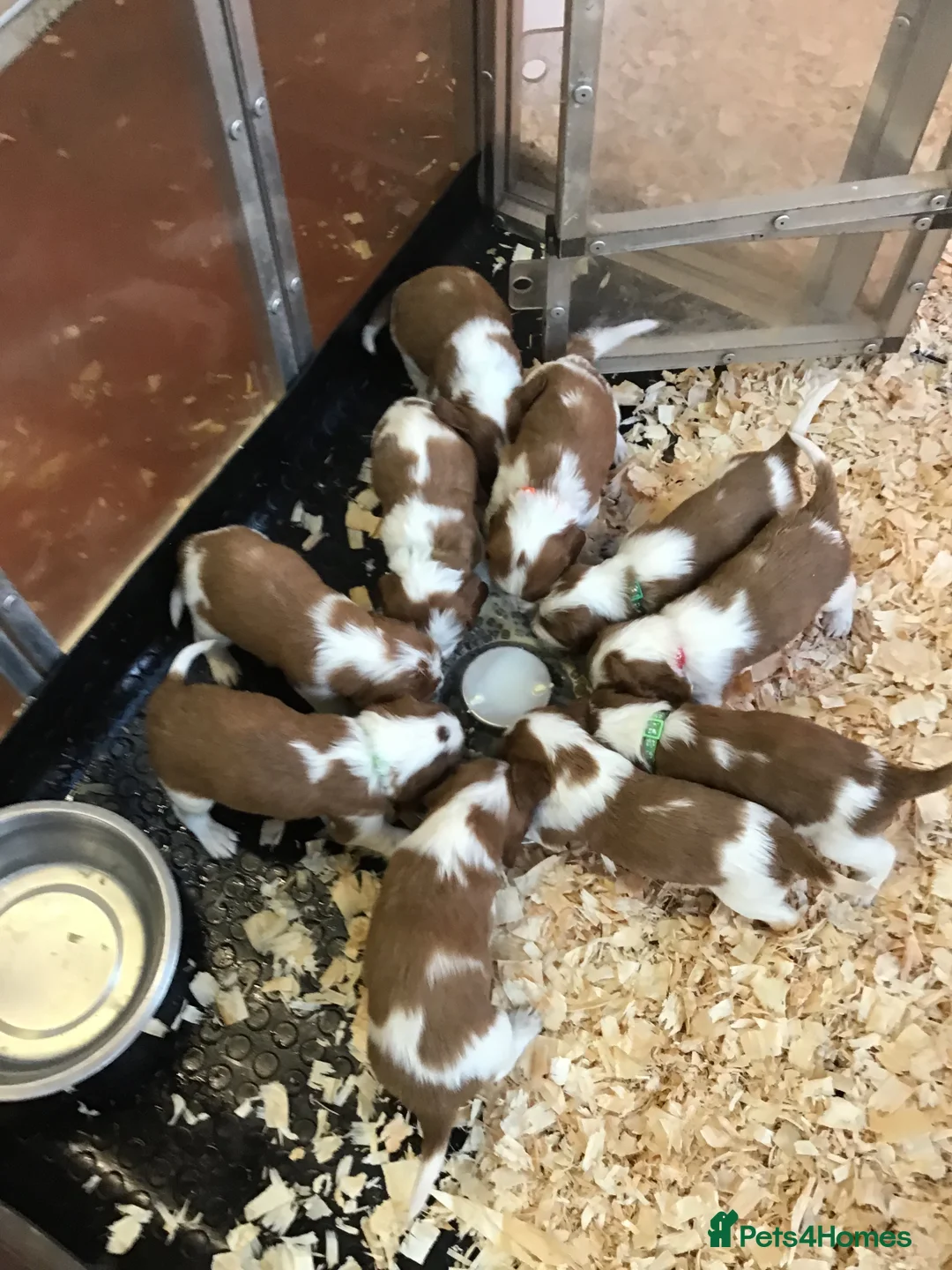 Welsh Springer Spaniel dogs for sale: Beautiful WELSH SPRINGER PUpS - Advert 6