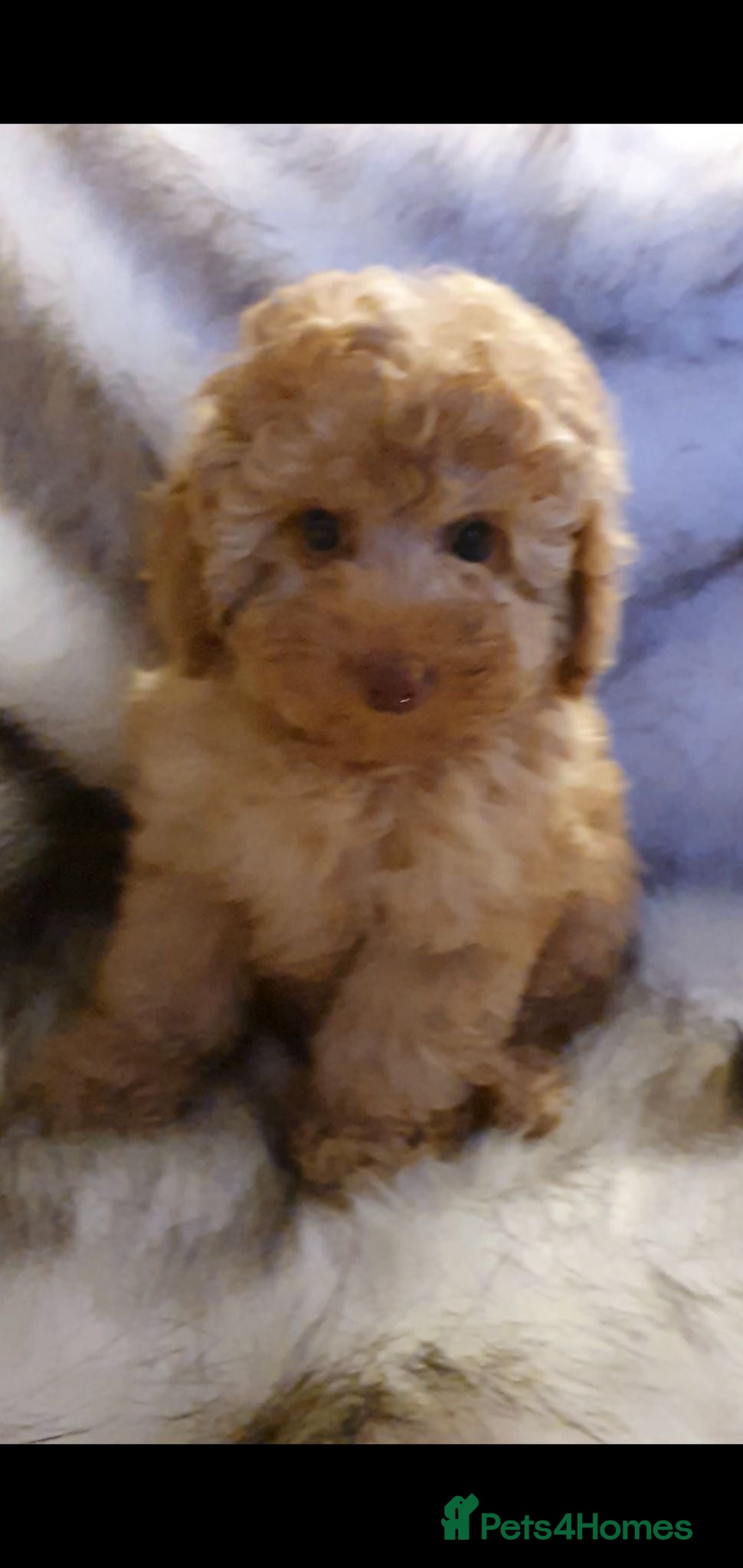 Toy Poodle dogs KC Toy Poodle puppies, PRA clear, Ready now - Advert 1