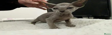 Sphynx 3