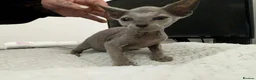 Sphynx cats for sale: Looking for for ever home ready for  **   in Merthyr Tydfil - Advert 12