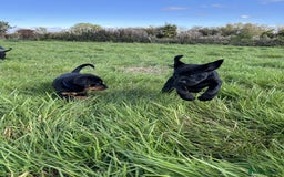 Mixed Breed dogs for sale: Rottweiler/vizsla - Image 25