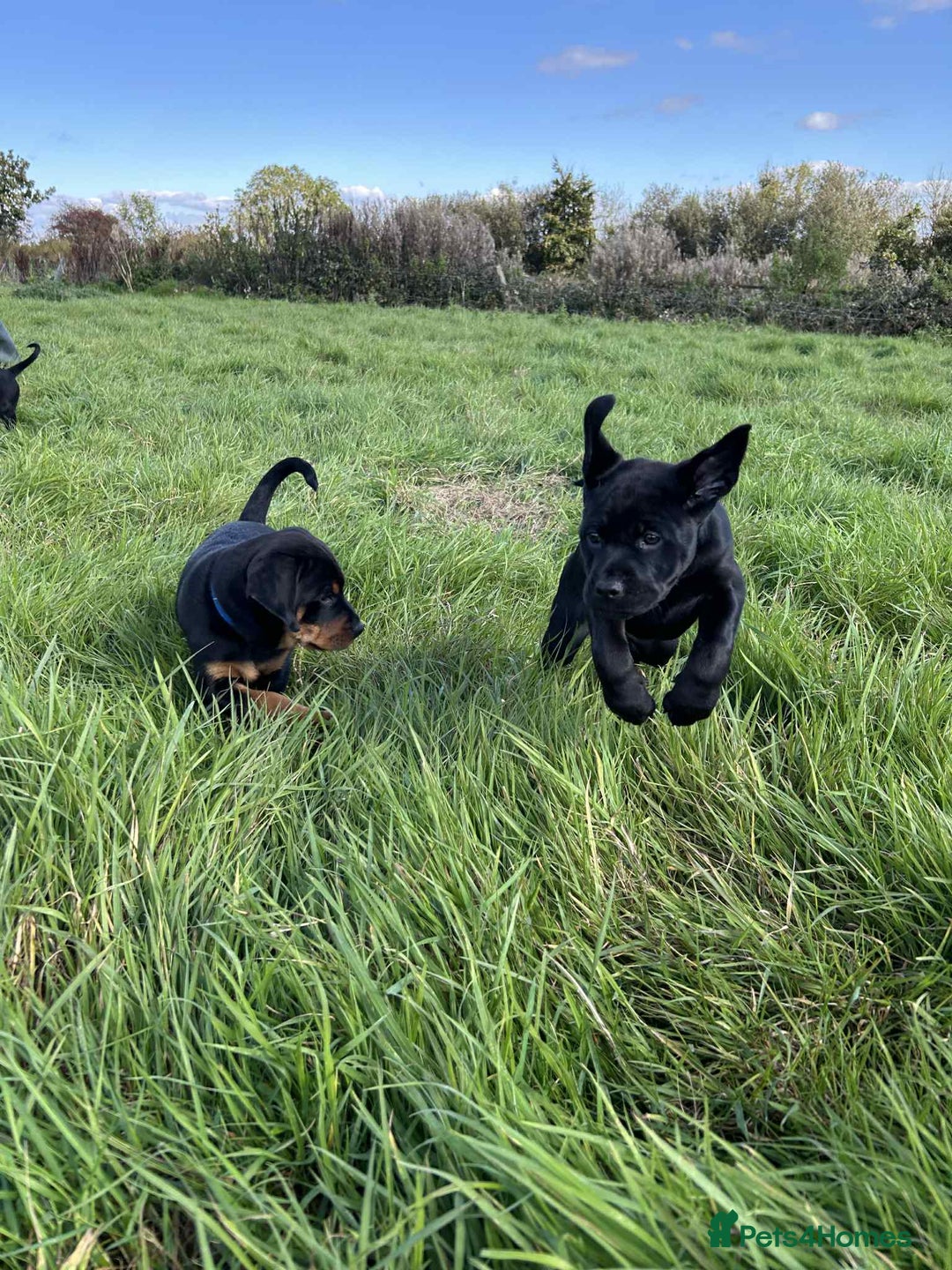 Mixed Breed dogs for sale: Rottweiler/vizsla - Image 25