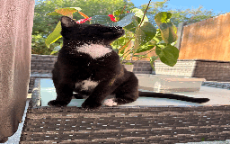 Domestic Shorthair cats for sale: A loving home for this little cat - Image 2