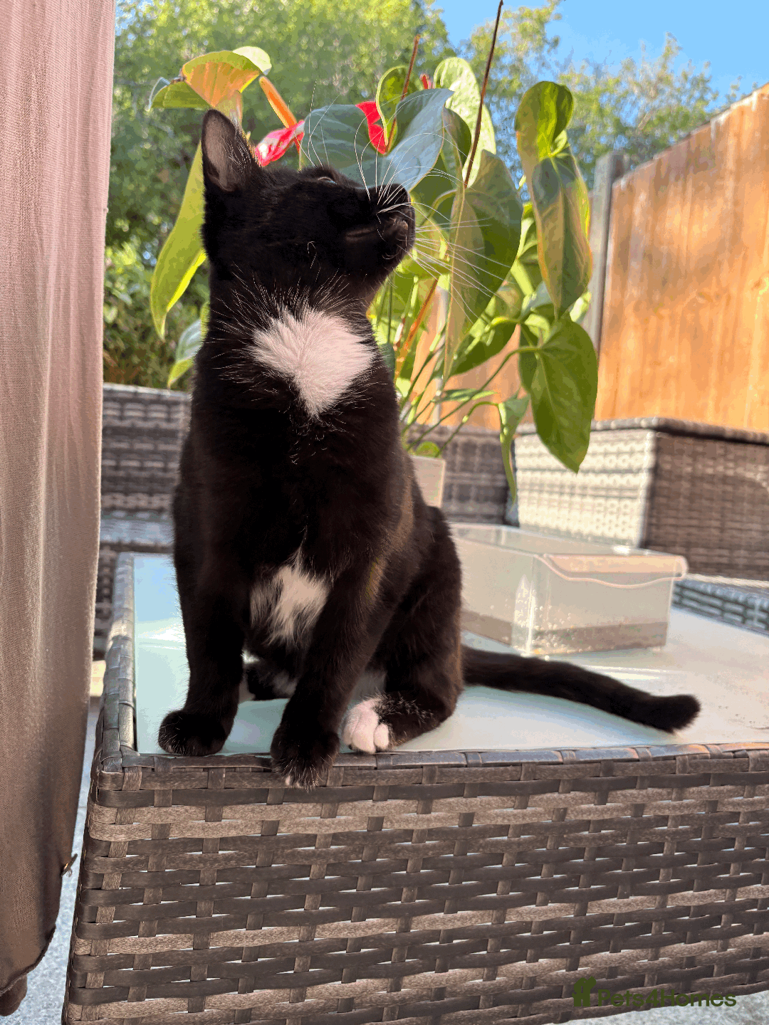 Domestic Shorthair cats for sale: A loving home for this little cat - Image 2
