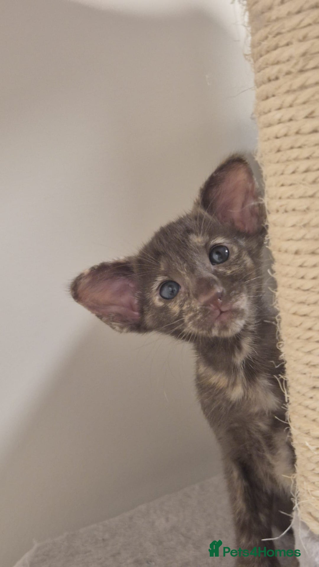 Oriental cats for sale: Oriental and Siamese kittens. - Advert 4