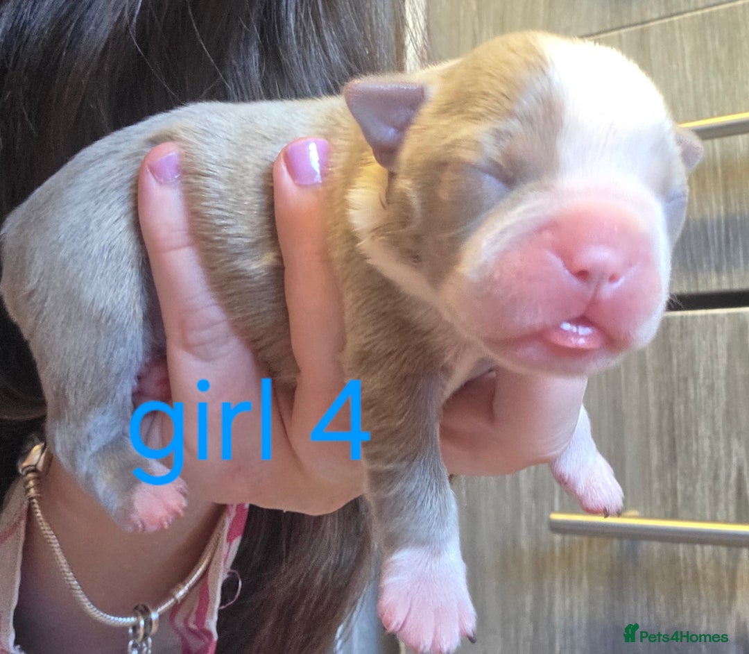 Boston Terrier dogs for sale: Beautiful Blue Bostons  - Image 22