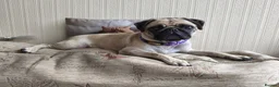 Pug dogs for sale: Three year old female pug called Ruby - Advert 2