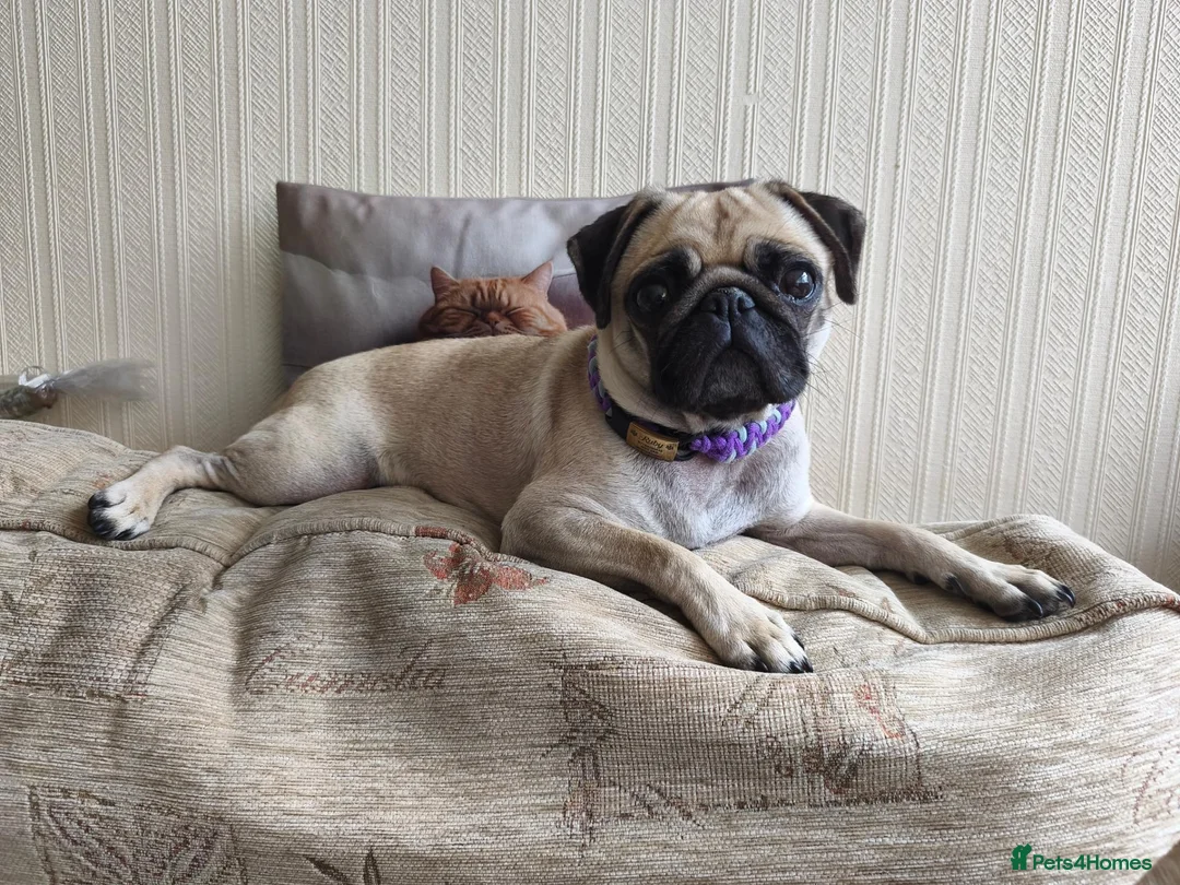 Pug dogs for sale: Three year old female pug called Ruby - Advert 2