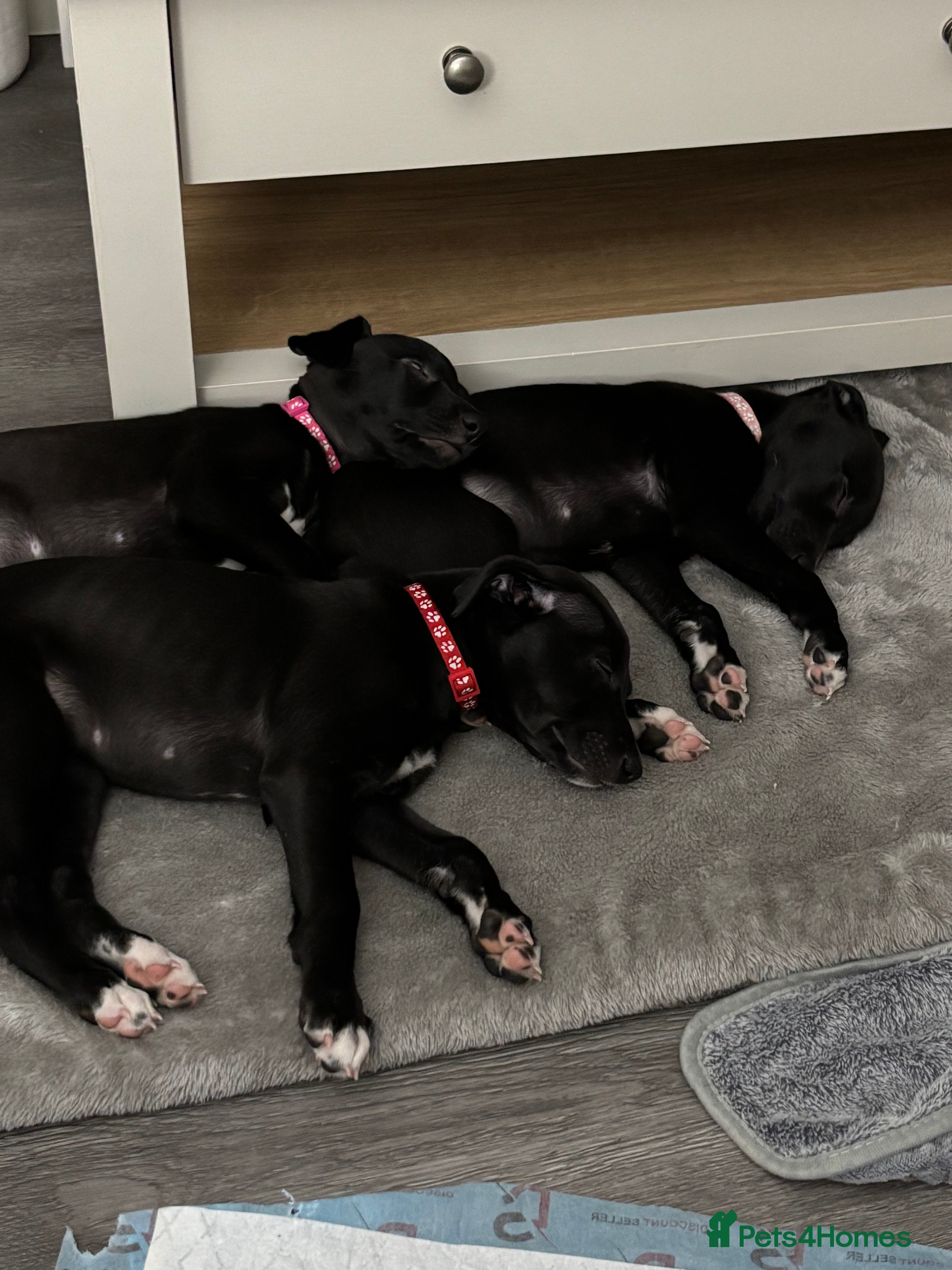 Whippet dogs KC black with white tip Whippet puppies - Advert 2