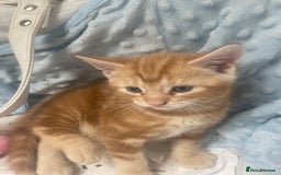 Mixed Breed cats for sale: 1 boy 2 girls  - Image 8