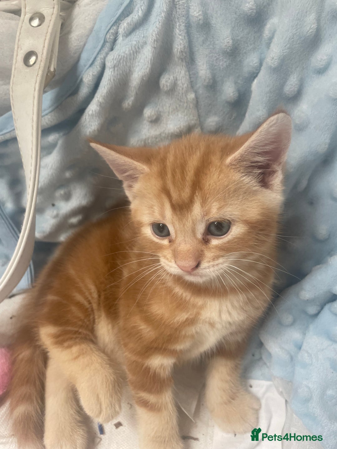 Mixed Breed cats for sale: 1 boy 2 girls  - Image 8