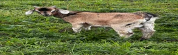 Goats livestock for sale: Mixed ages Anglo Nubian/Toggenburg/Boer cross - Advert 7