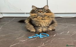 Maine Coon cats for sale: Sweet One-Year-Old Female Maine Coon - Advert 5