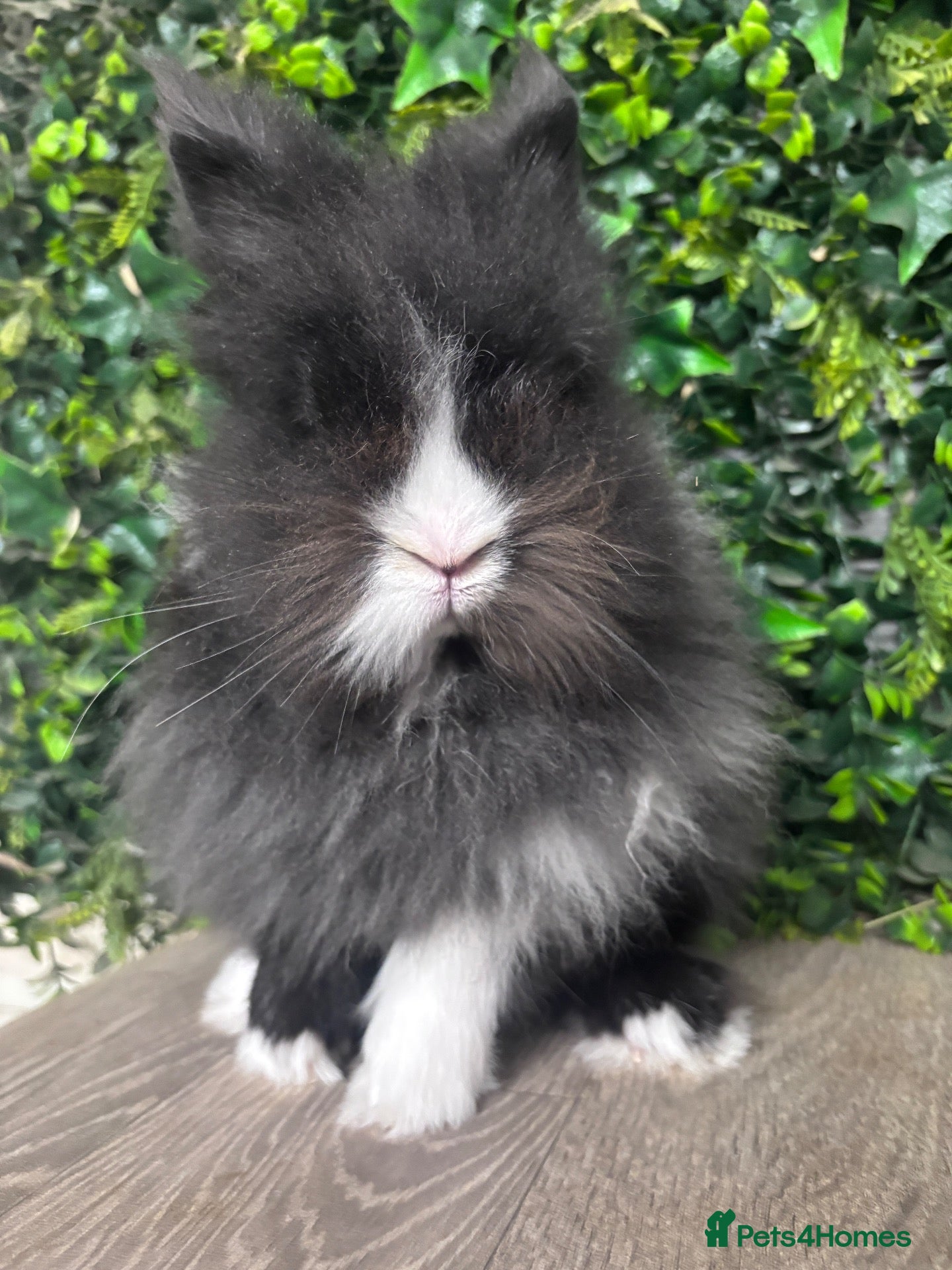 Mini Lop rabbits Adult Lionheads looking for homes  - Advert 1