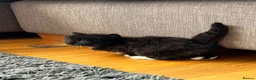 Mixed Breed cats for sale: Lovely kittens looking for a home in Hemel Hempstead - Advert 4