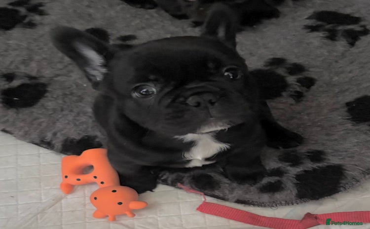 French Bulldog dogs - Advert 3