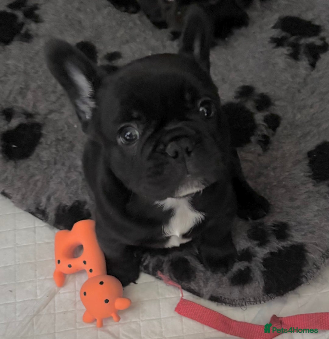 French Bulldog dogs for sale: French bulldog puppies fluffy carriers  - Image 1