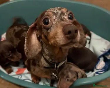 Dachshund dogs Miniature  dachshund puppies - Advert 3