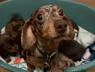 Dachshund dogs Miniature dachshund puppies - Advert 2