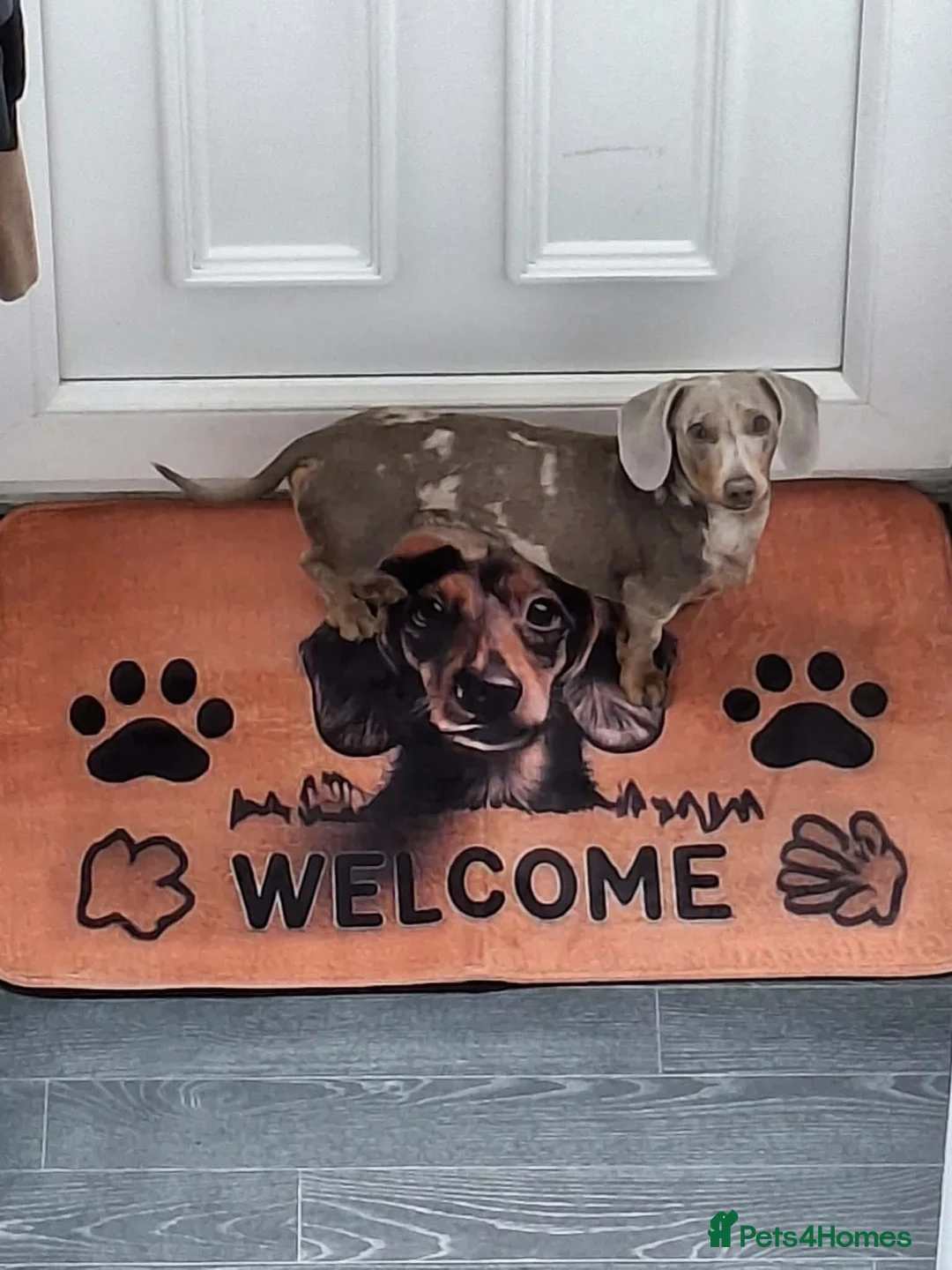 Miniature Dachshund dogs for stud: Available proven stud dog  - Advert 2