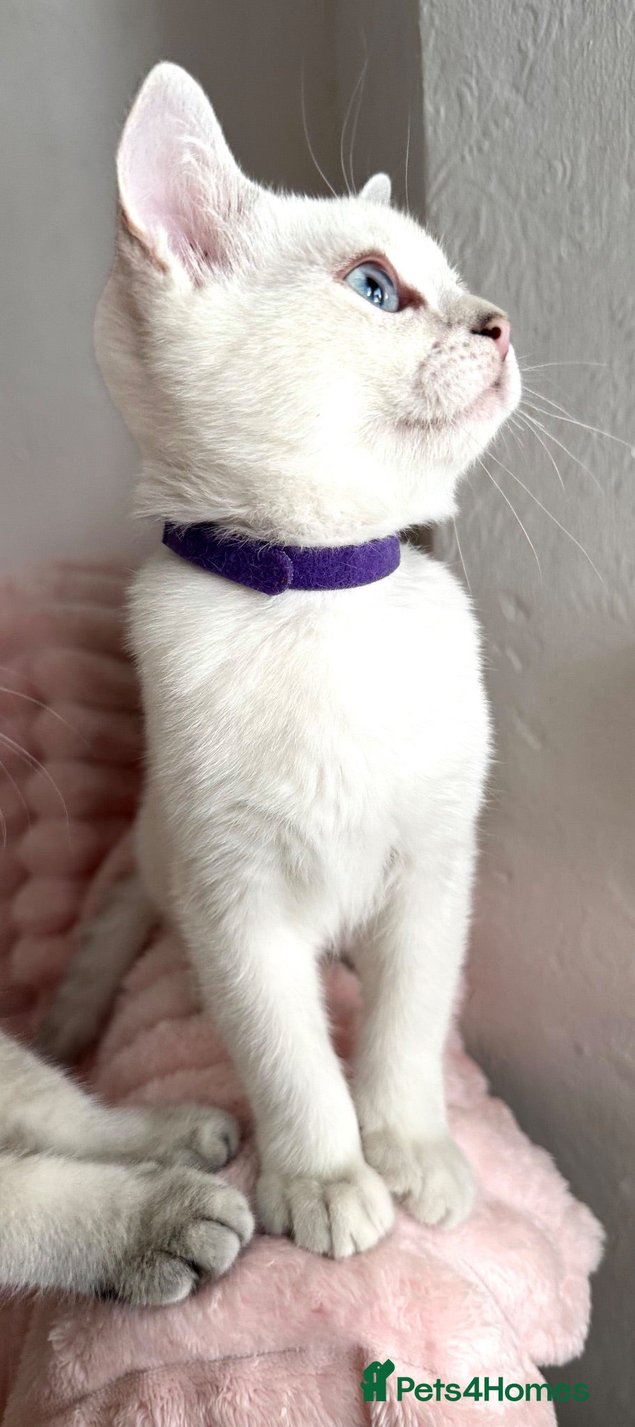 British Shorthair cats Beautiful BSH Blue Golden TICA kittens - Advert 9
