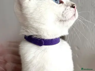 British Shorthair cats Beautiful BSH Blue Golden TICA kittens - Advert 9
