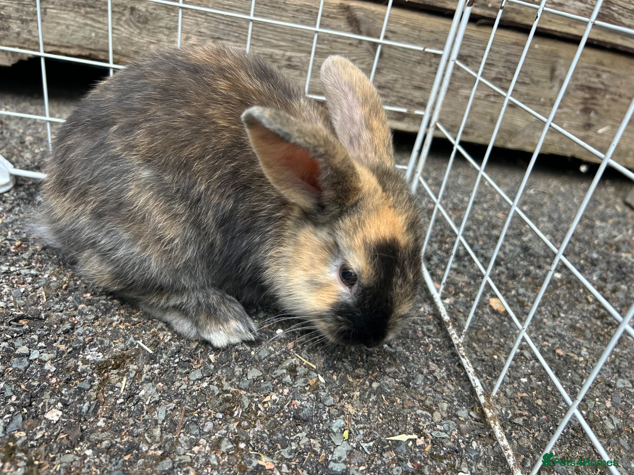 Mixed Breed rabbits for sale: 2 male English x lop rabbits  - Advert 2