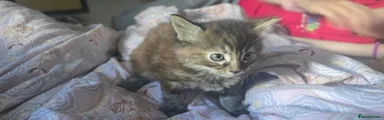 Tabby