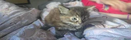British Longhair cats for sale: Ginger and Tabby kitten for sale - Advert 3