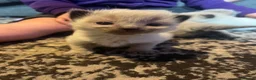 Ragdoll cats for sale: Ragdoll kittens  - Advert 14