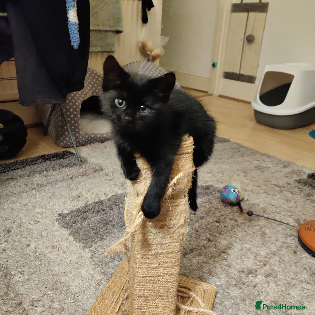 Domestic Shorthair cats for sale: Przecudowne dziewczynki - Advert 7