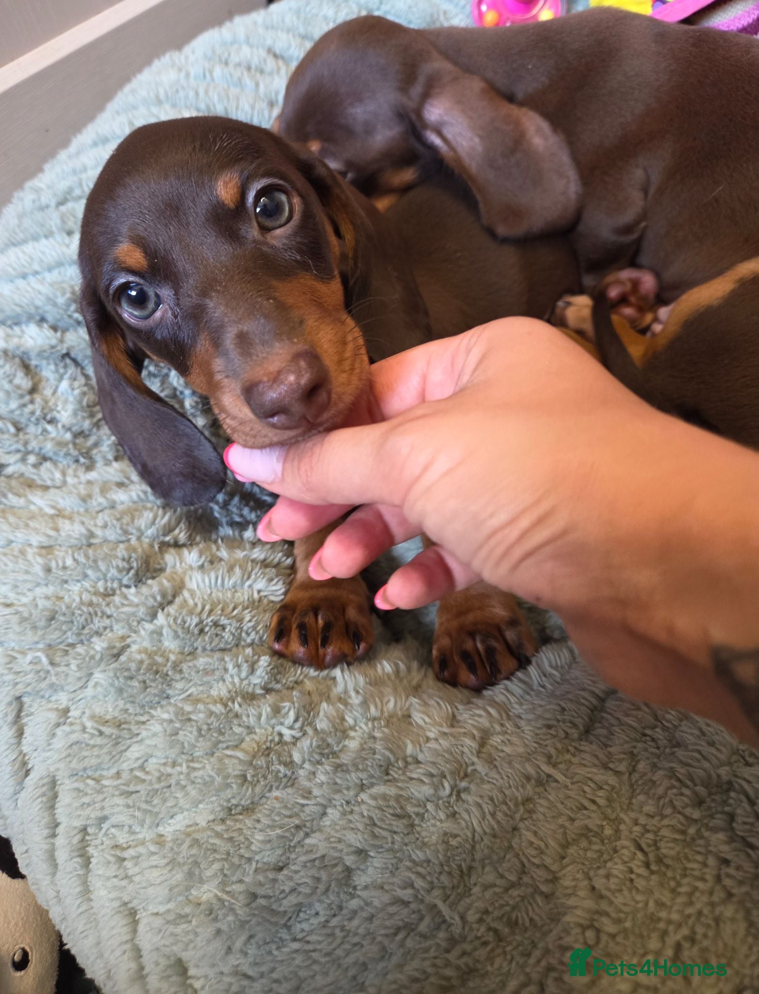 Miniature Dachshund dogs Kc Miniature Dachshund - Advert 8