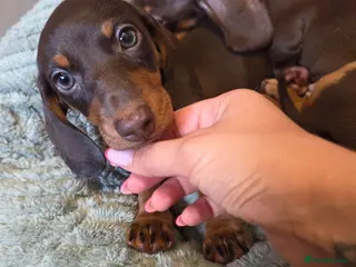 Miniature Dachshund dogs Kc Miniature Dachshund - Advert 8