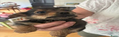 Mixed Breed 1