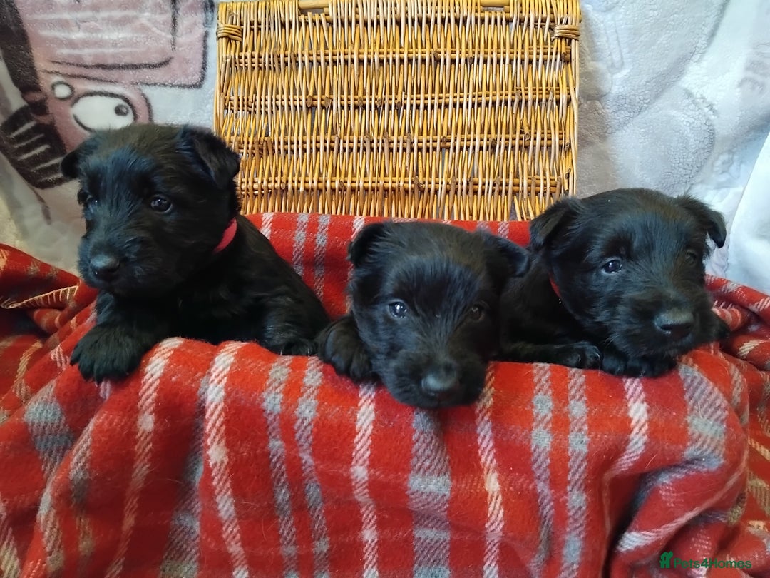 Scottish Terrier dogs for sale: Scottie terrier puppies - Advert 11