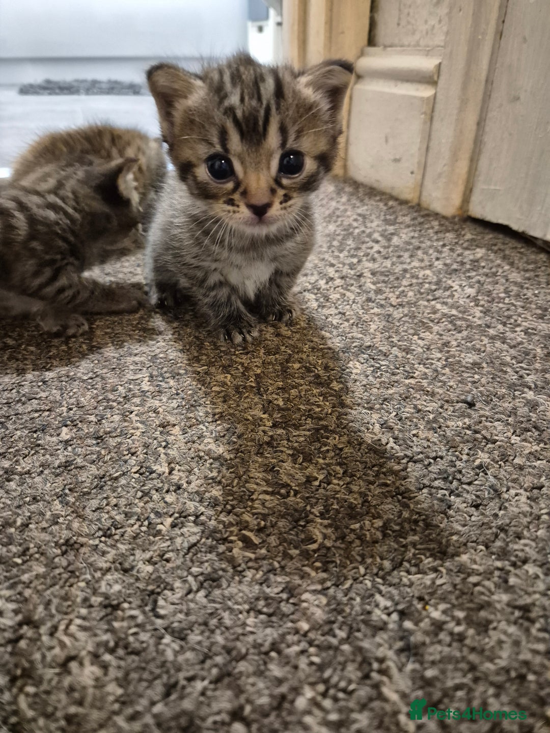 Mixed Breed cats for sale: adorable kittens ready on 20/09/25 - Image 2
