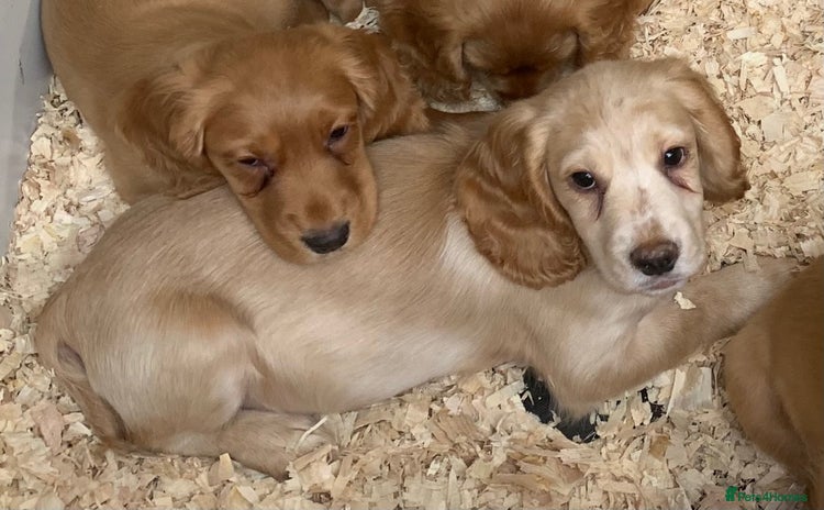 Cocker Spaniel dogs - Advert 7