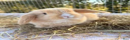 Mini Lop rabbits for sale: Gorgeous mini Lop babies  - Advert 12