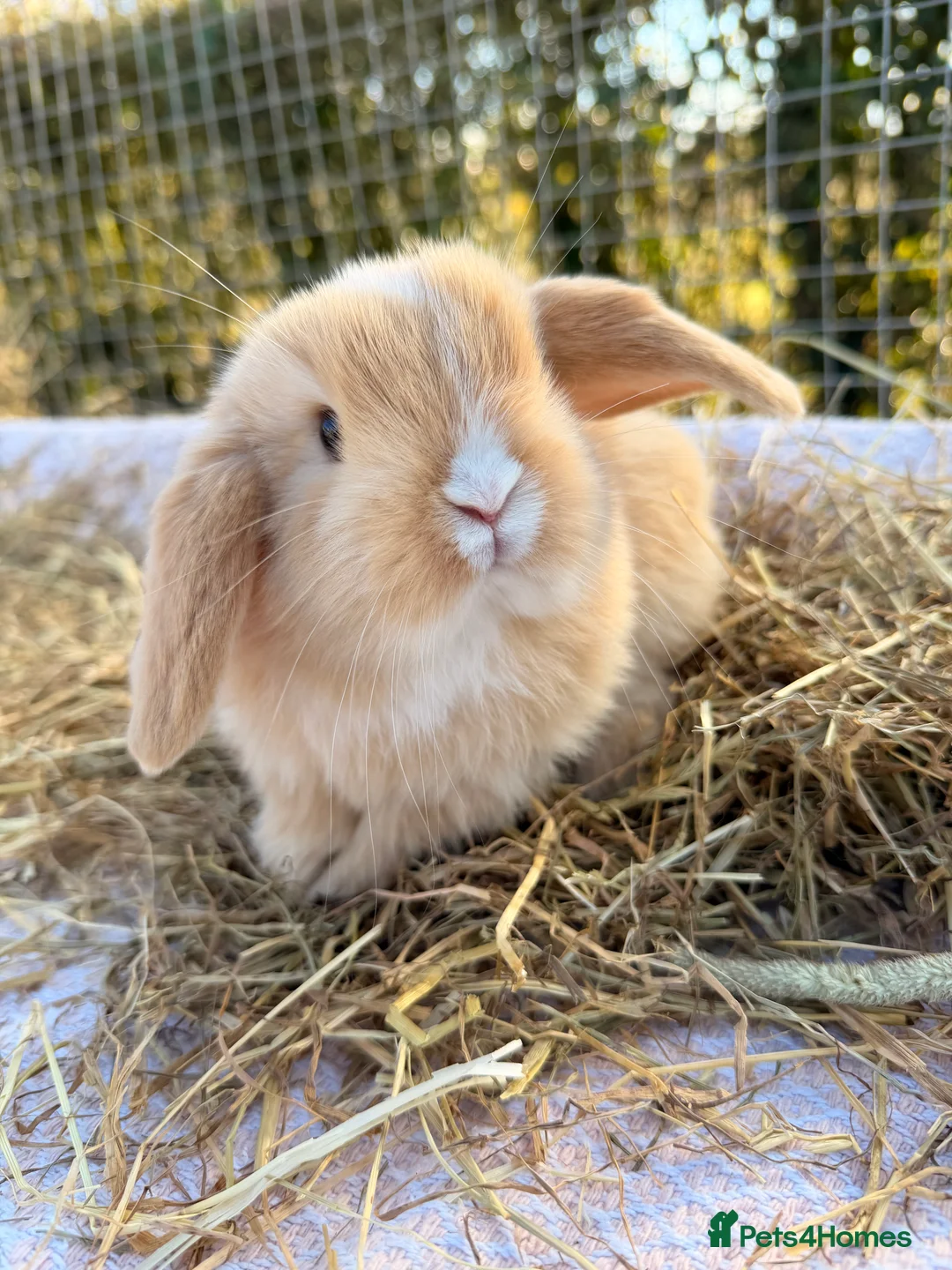 Mini Lop rabbits for sale: Gorgeous mini Lop babies  - Advert 12