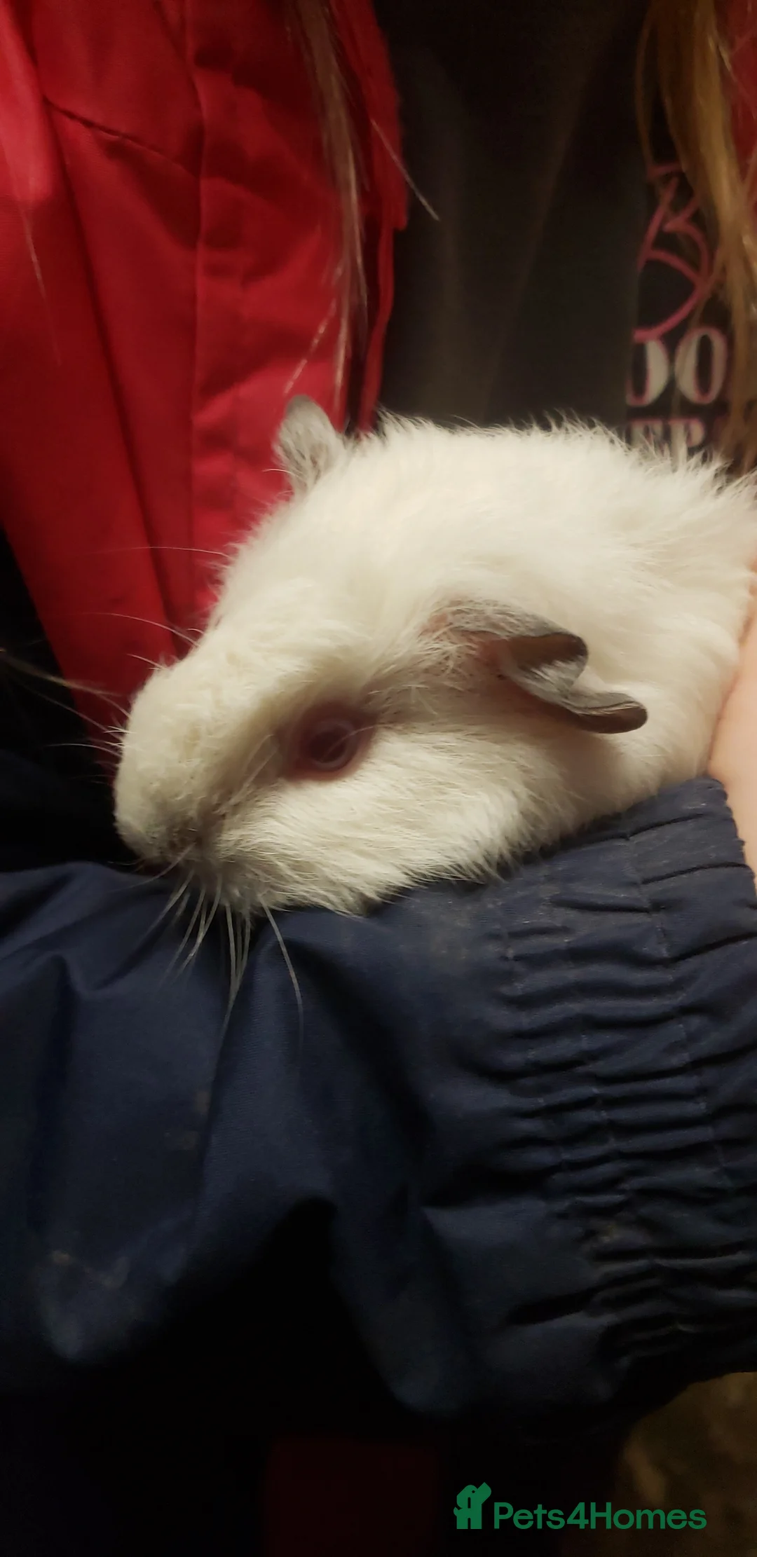 Guinea Pig rodents for sale: Guinea Pig Female/Males available now  - Advert 5