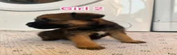 Border Terrier dogs for sale: Border terrier puppy’s  - Advert 8