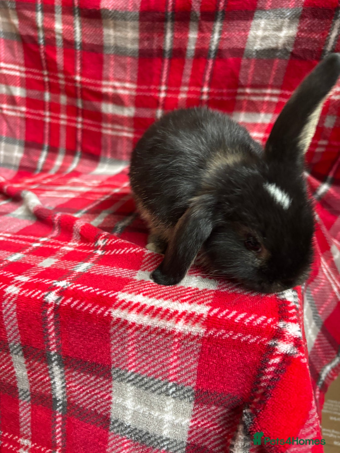 Mini Lop rabbits for sale: Gorgeous mini lops - Image 6
