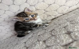 Mixed Breed cats for sale: 7 little kittens - Image 7