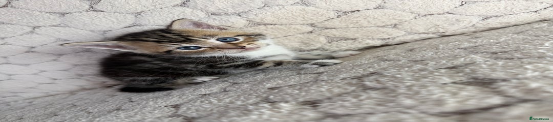 Mixed Breed Kitten 2