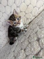 Mixed Breed cats - Advert 16